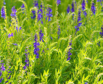 A field of vibrant purple flowers surrounded by lush green foliage.