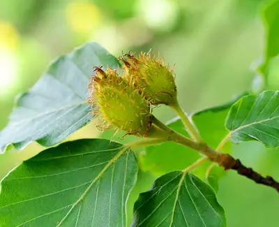 A close-up of two developing green seed pods surrounded by green leaves, with fine, hair-like structures on the pods.