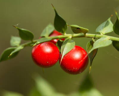 Close-up of two bright red berries on a green branch, surrounded by glossy leaves.