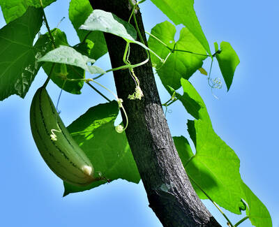 A green cucumber hanging from a vine with lush green leaves against a bright blue sky.