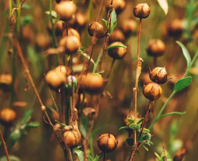 Close-up of dried seed pods on slender stems, surrounded by green leaves, creating a natural earthy background.