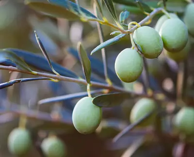 Close-up of green olives hanging from a branch with dark green leaves.