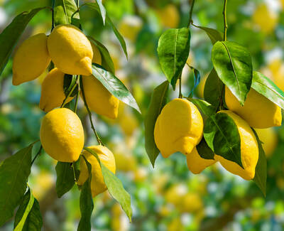 A close-up of vibrant yellow lemons hanging from green leaves on a tree branch, with a soft, blurred background.