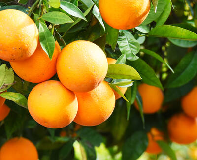 A close-up of ripe orange fruits hanging from a lush green orange tree branch, surrounded by vibrant green leaves.