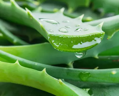 A close-up of a green aloe vera leaf with a droplet of water hanging from its edge, surrounded by other aloe leaves.
