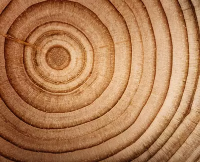 Close-up of a smooth wooden tree stump showing concentric growth rings in shades of light brown.