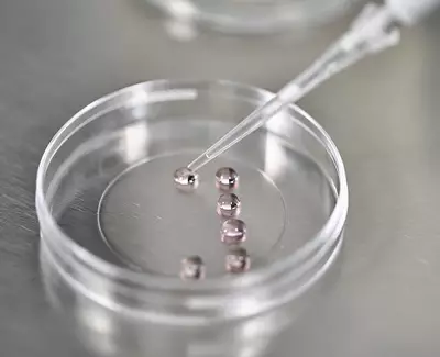 A close-up of a petri dish containing small, glistening droplets, with a pipette poised above one of the droplets, suggesting a laboratory setting focused on scientific experimentation.