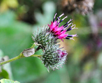 A close-up of a purple thistle flower surrounded by spiky green buds and leaves, set against a blurred green background.