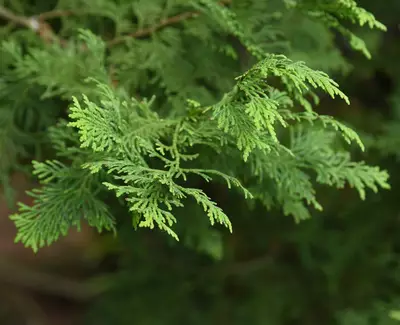 Close-up of green cedar tree foliage with delicate, feathery leaves.