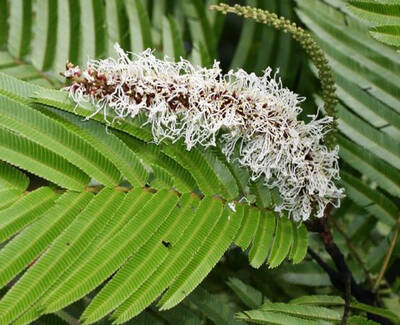 A cluster of fluffy white flowers sits atop a green fern frond.